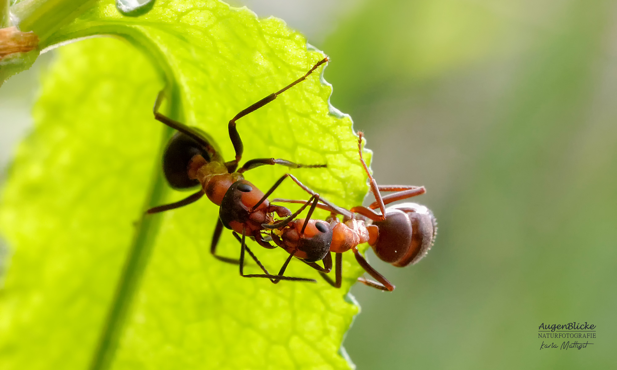 Zwei Ameisen halten Honigtau zwischen ihren Kiefern