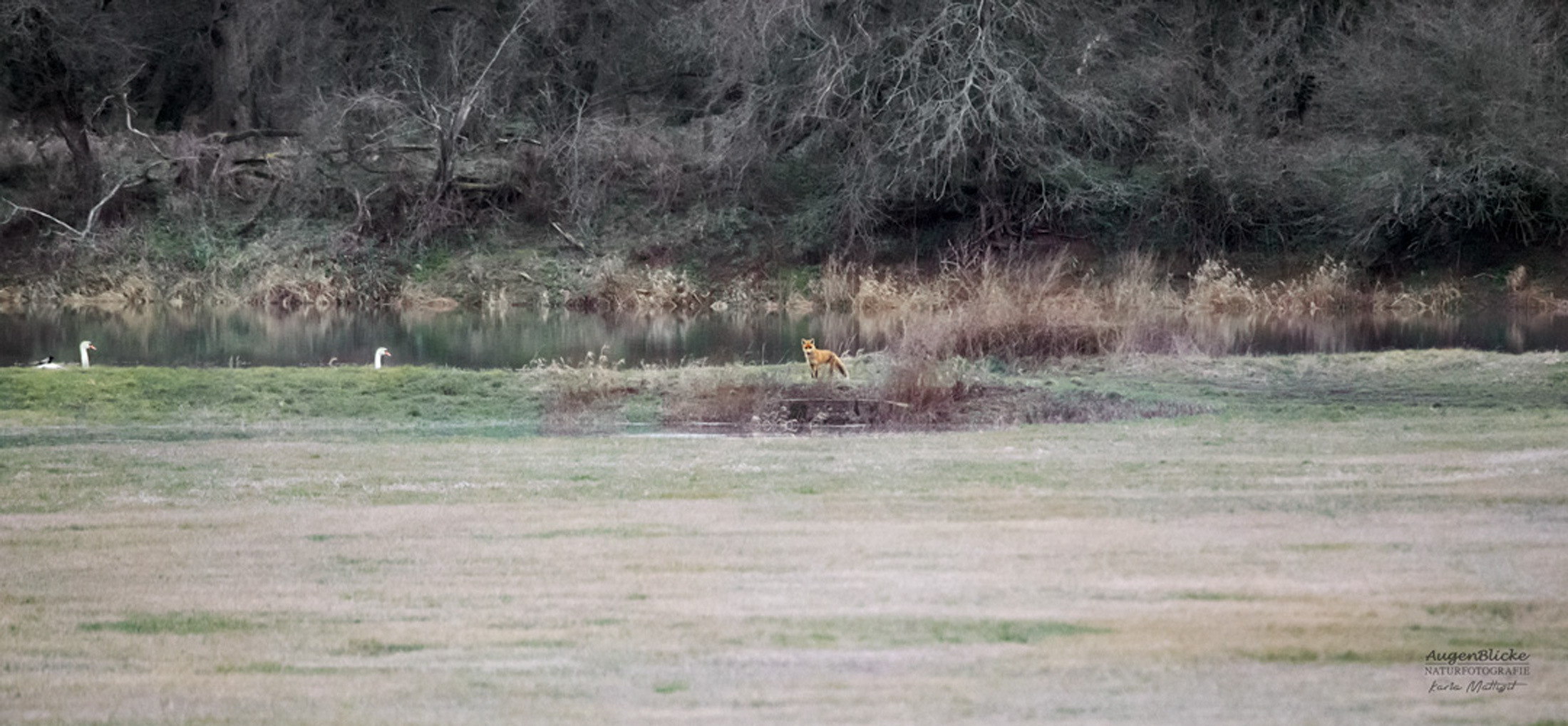 Ein Fuchs und zwei Schwäne im Biosphärenreservat Mittelelbe an der Kernzone