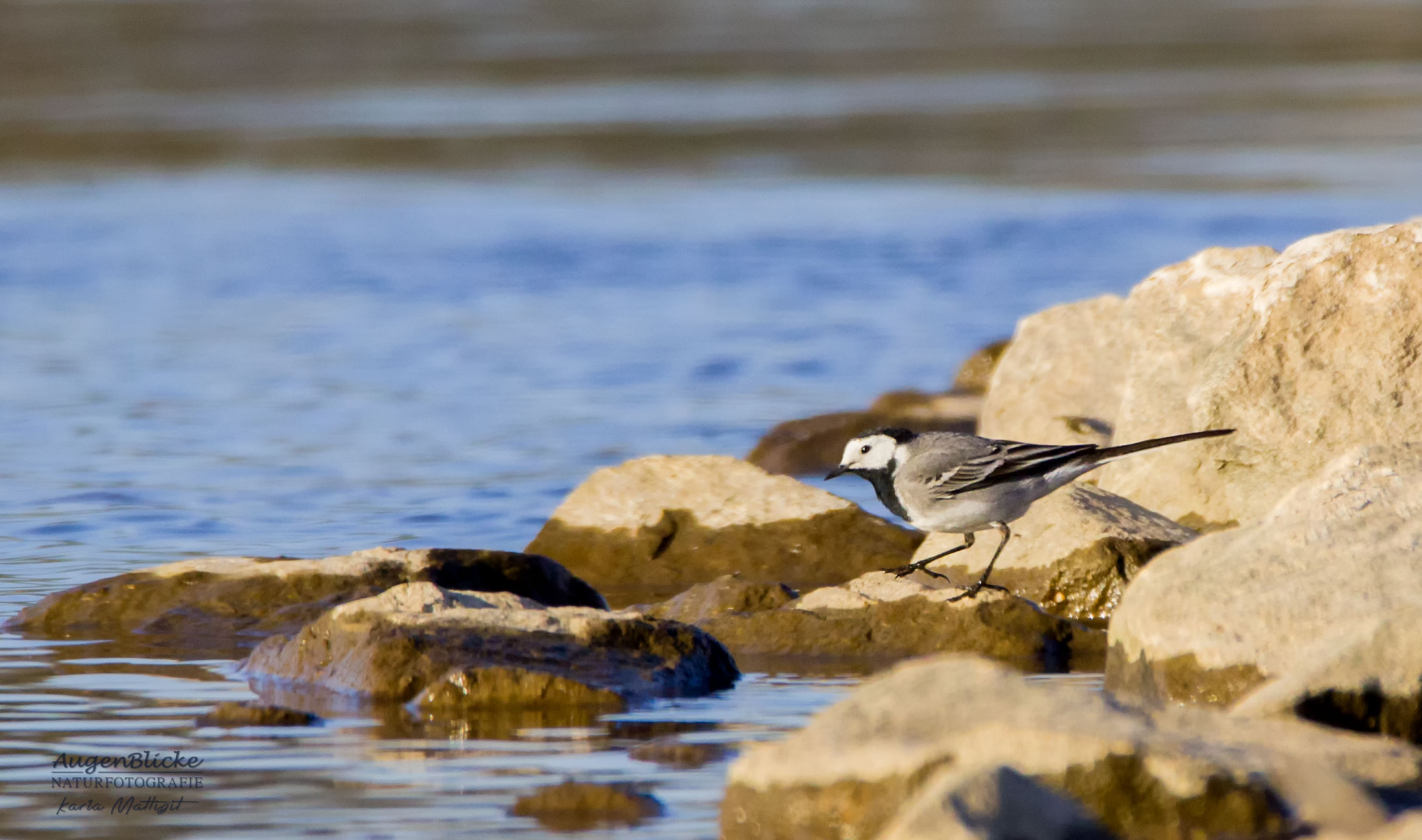 Bachstelze auf Steinbuhnen der Elbe