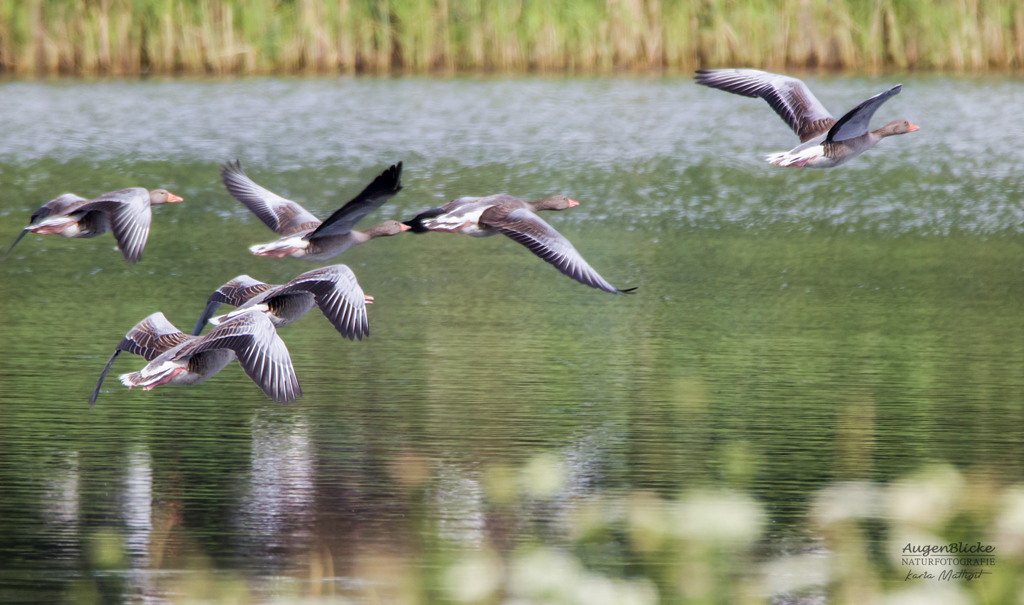 Graugänse fliegen über einen See