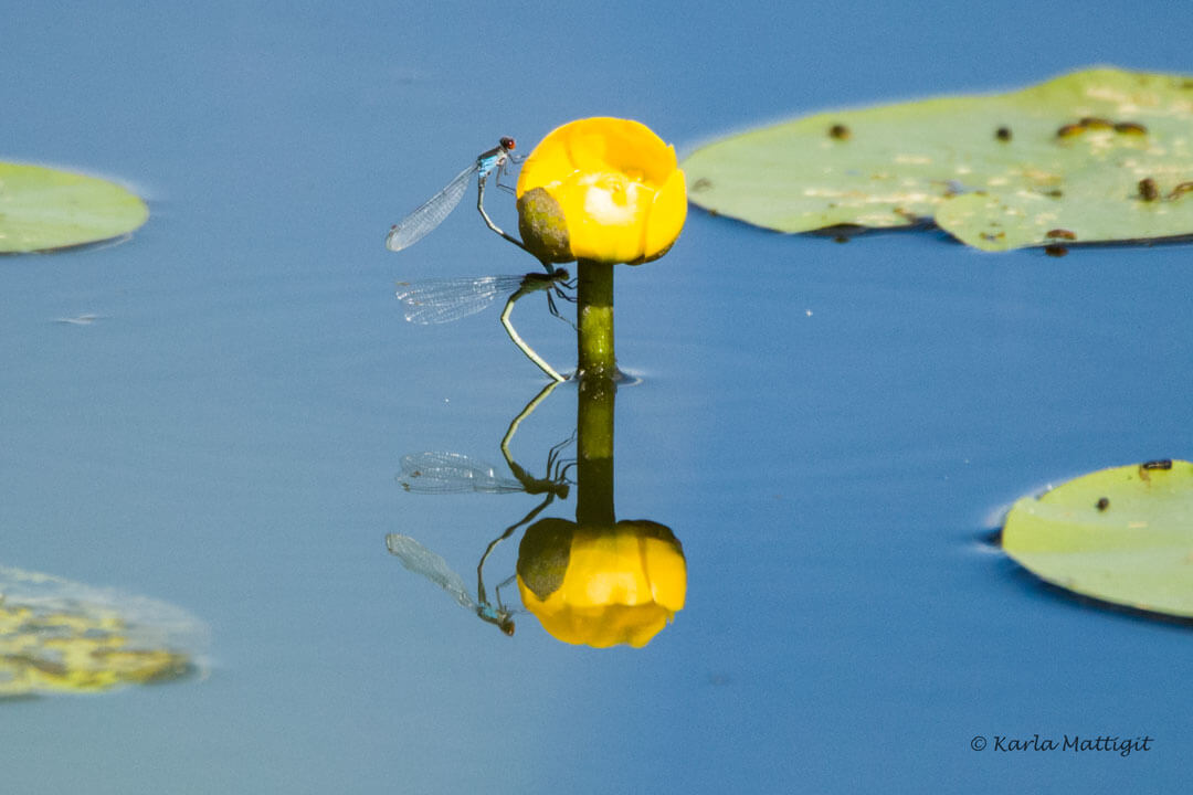 Libellenpaar bei der Eiablage an einer gelben Seerose