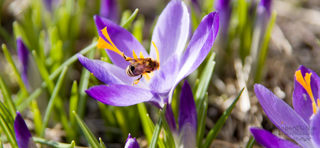 Bienen voller Pollen auf der Krokuswiese