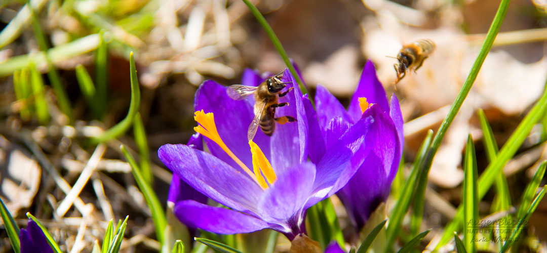 Bienen voller Pollen auf der Krokuswiese