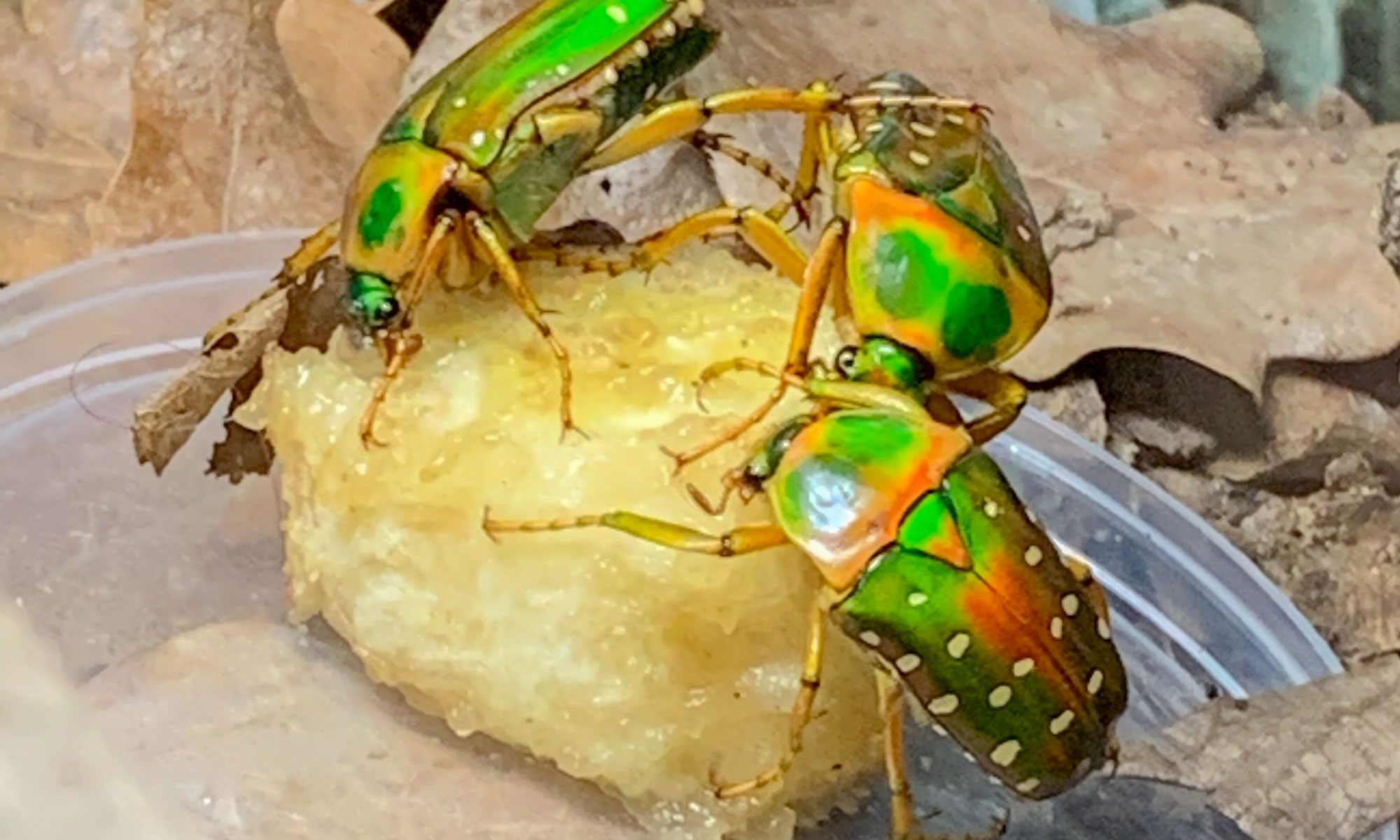 Käfer Stephanorrhina Guttata