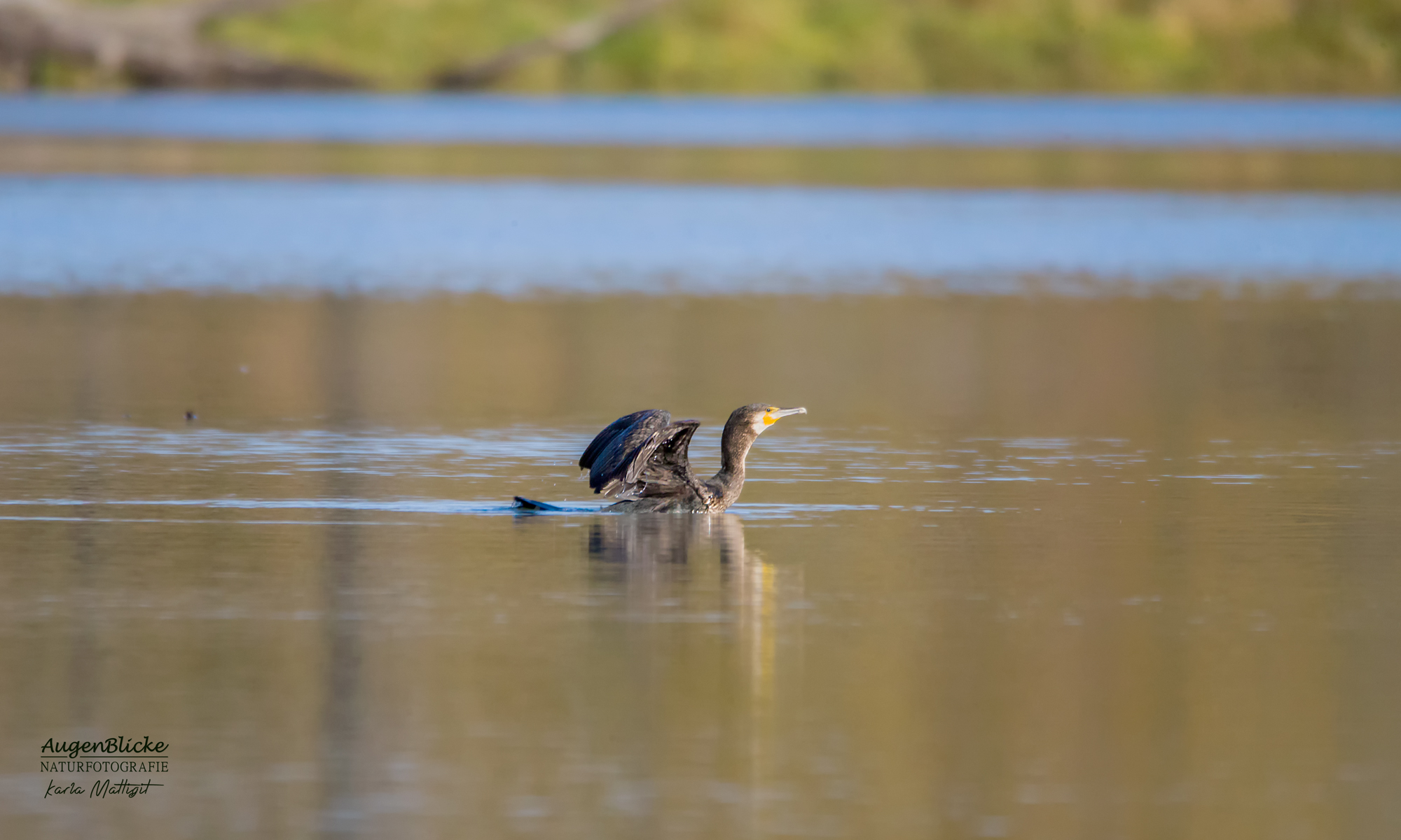 Kormoran läuft über den See