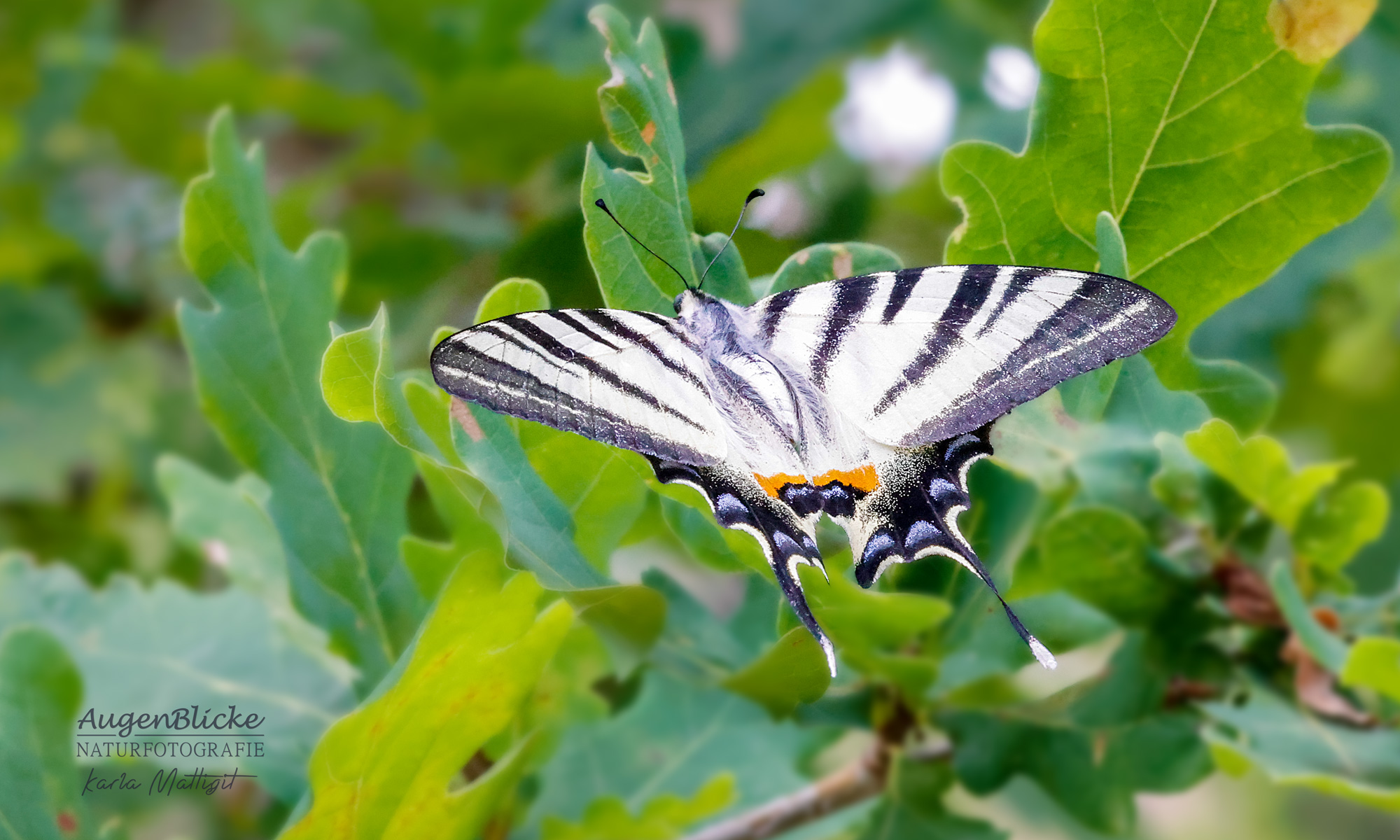 Ein Schmetterling vom Segelfalter auf einem Eichenbaum