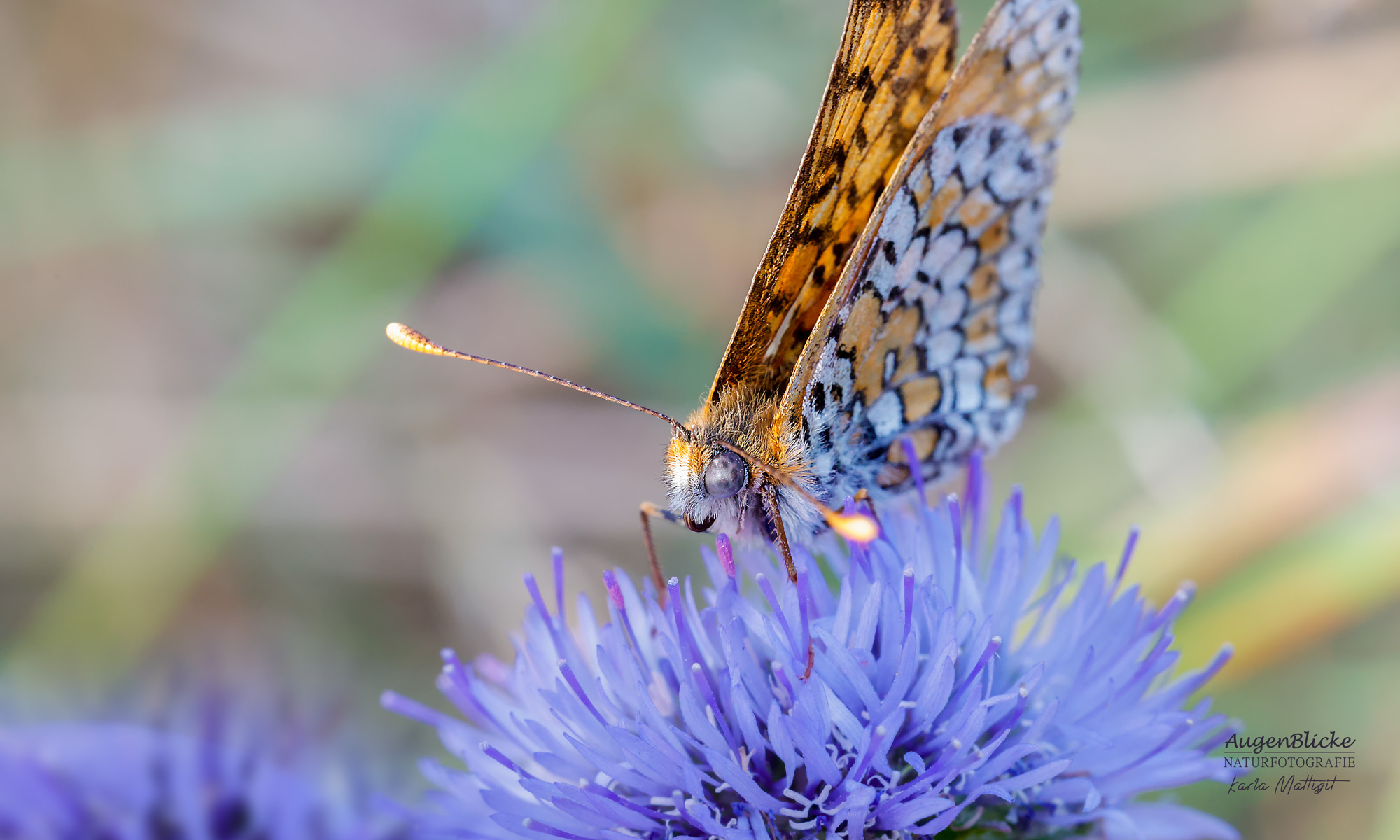 Ein Schmetterling vom Wegerich-Scheckenfalter auf einer Blüte