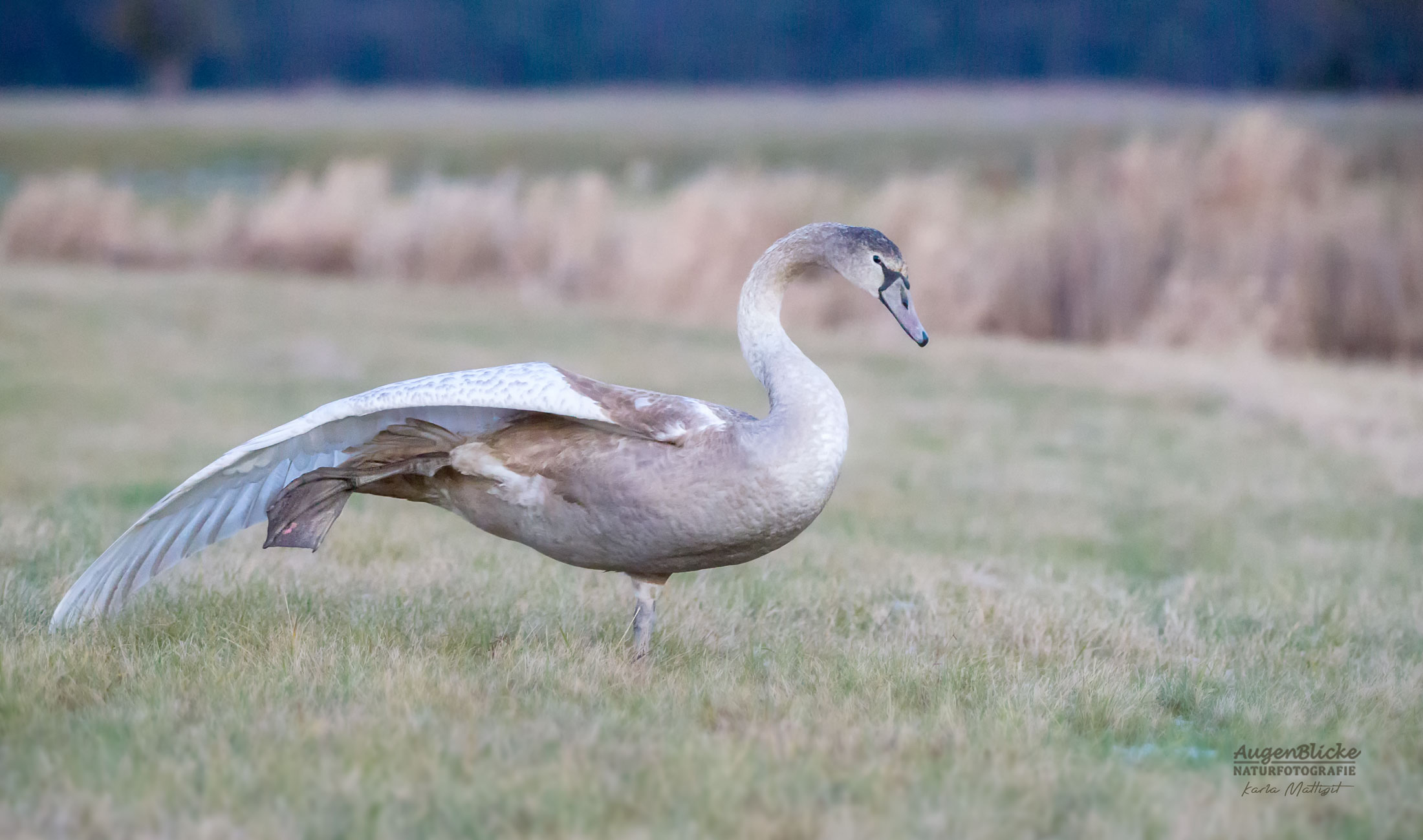 Höckerschwan im Jugendkleid