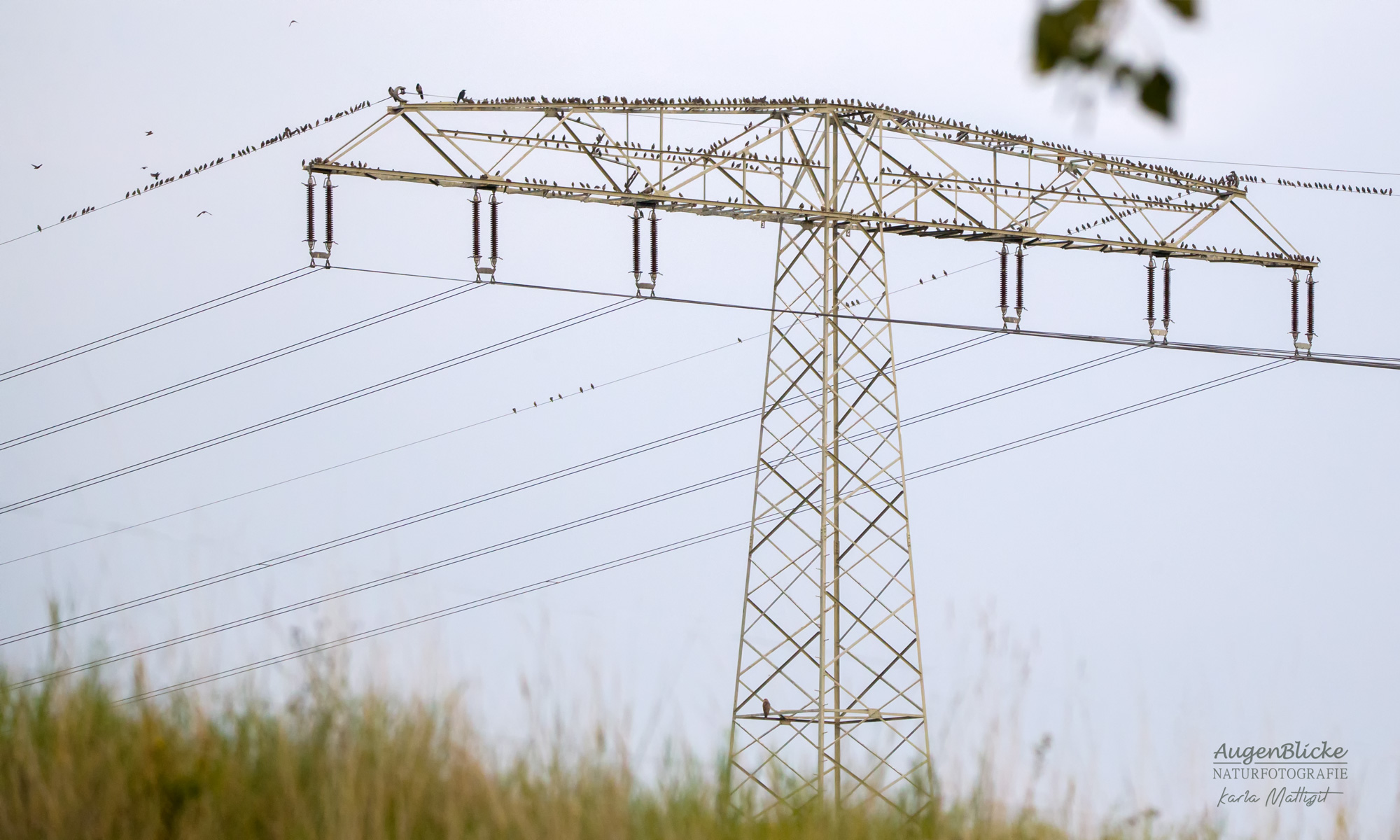 Vogel Stare sammeln sich auf einem Strommasten