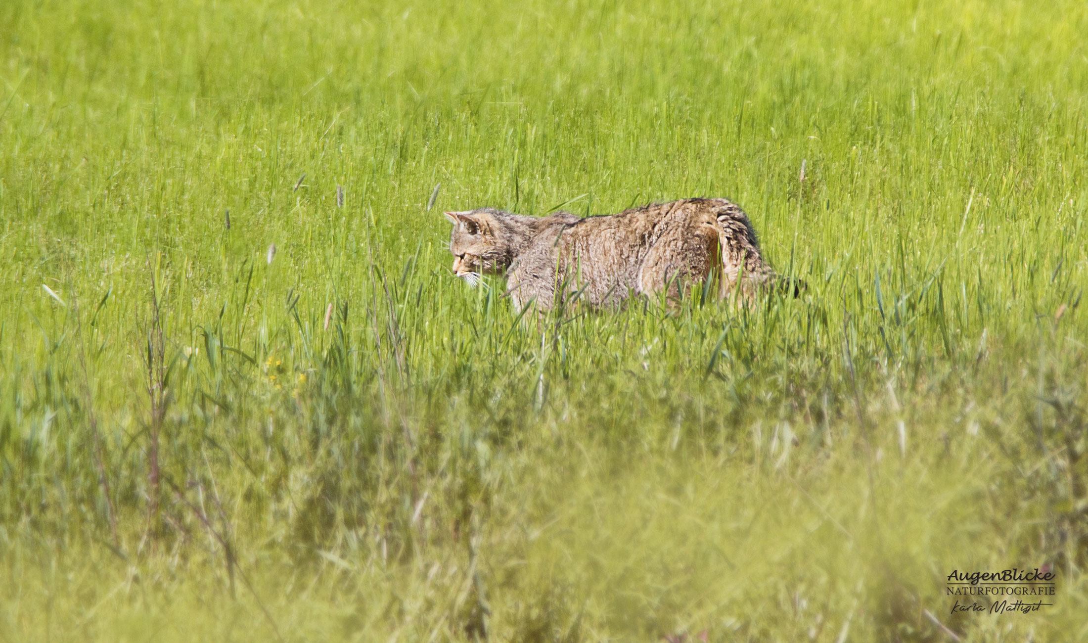 europaeische Wildkatze im Gras in Sachsen-Anhalt